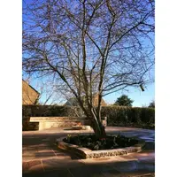 Autumn Brown Indian Sandstone Paving