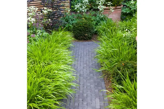 Charcoal Grey Clay Brick Pavers forming a narrow garden pathway bordered by lush, bright green ornamental grasses and mixed planting.