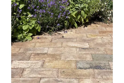 London Mixture Clay Brick Pavers in a warm, weathered blend of tones used as a garden pathway, bordered by planting with lavender, sage, and strawberries.